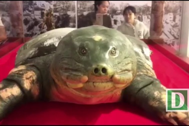 Tiêu bản cụ rùa hồ Gươm đã được đưa vào đền Ngọc Sơn