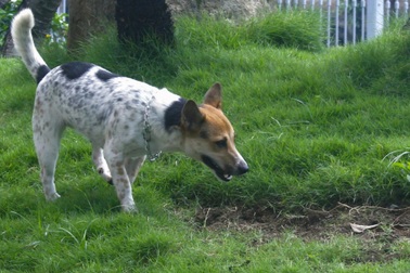 Nỗi ám ảnh từ chó không rọ mõm, phóng uế bừa bãi ở TPHCM