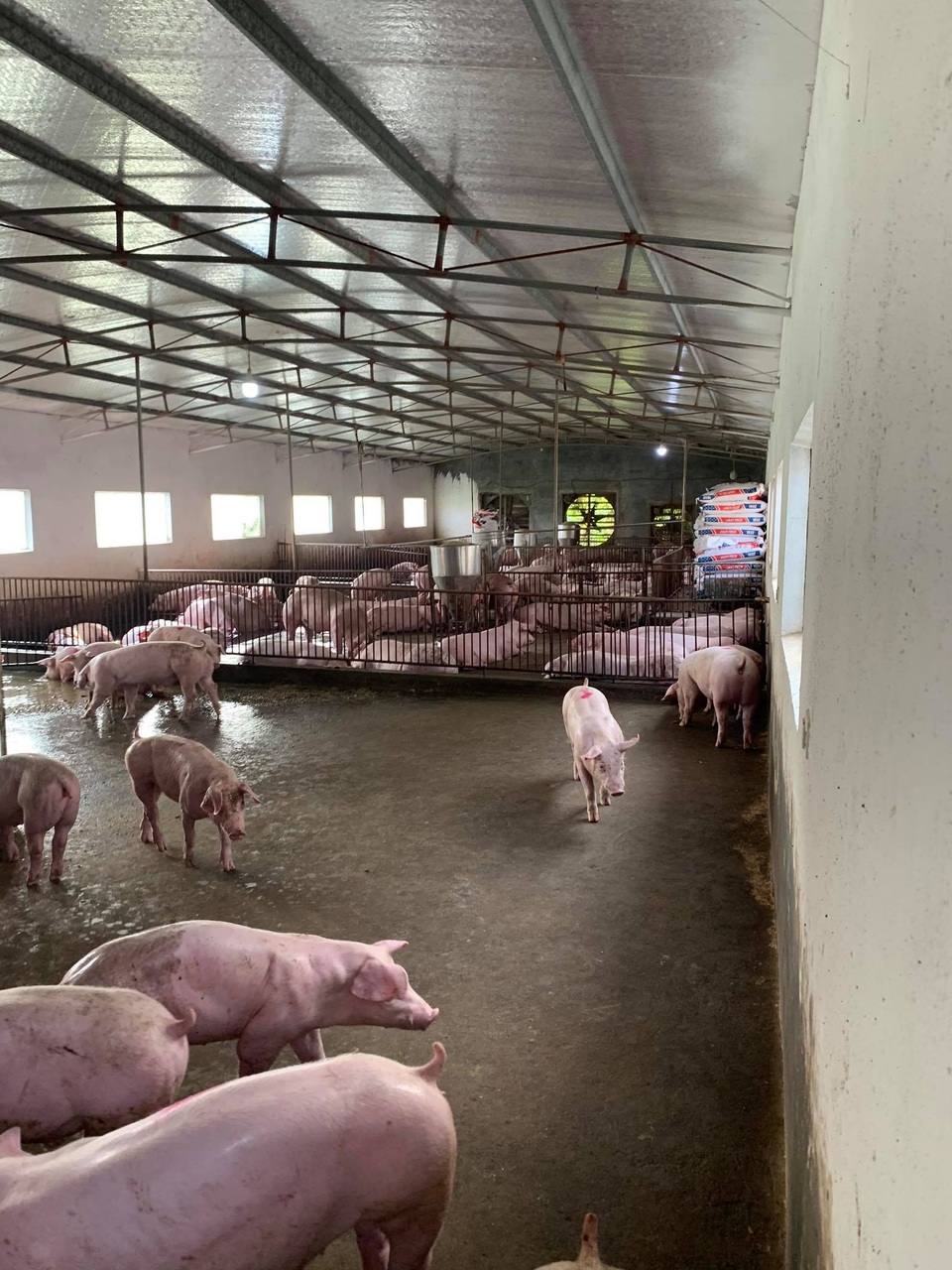 Giá lợn hơi liên tục phi mã chạm mốc cao khó tin: 103 nghìn đồng/kg - 3 Giá lợn hơi liên tục phi mã chạm mốc cao khó tin: 103 nghìn đồng/kg - 3