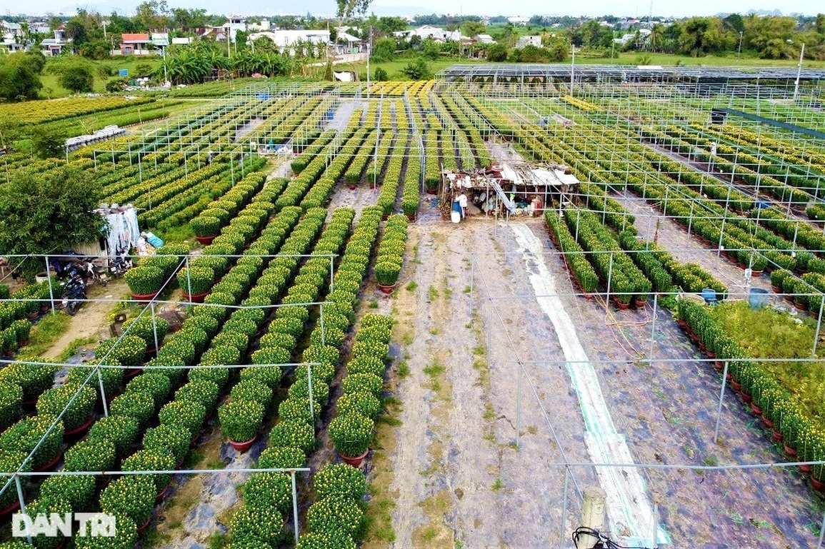 Vượt khó mùa dịch, làng hoa lớn nhất Đà Nẵng tất bật ngày giáp Tết - 2