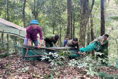 Gần 100 cán bộ, công an, thanh niên vượt núi giúp dân cứu cây “quốc bảo”