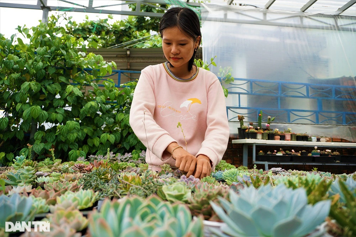 Với 300.000 đồng khởi nghiệp trồng xương rồng, cô gái trẻ thu bộn tiền - 1 Với 300.000 đồng khởi nghiệp trồng xương rồng, cô gái trẻ thu bộn tiền - 1