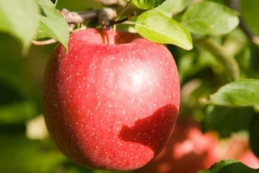 Táo Nhật to như quả bưởi, giá nửa triệu đồng/kg ồ ạt vào Việt Nam