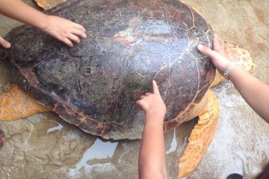 Rùa quý hiếm mắc lưới ngư dân được thả về biển
