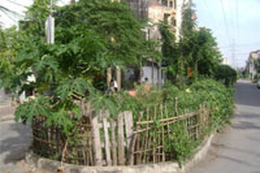 “Sáng kiến” trồng rau trên... dải phân cách