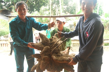 Củ khoai vạc rồng khổng lồ nặng 75kg