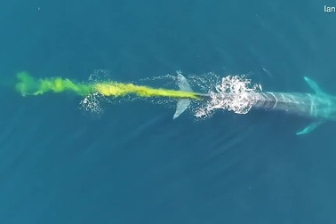 Khoảnh khắc cực hiếm: Sinh vật khổng lồ “đi nặng” giữa đại dương
