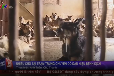Nhiều chó tại trạm trung chuyển lớn nhất cả nước có dấu hiệu bệnh dịch