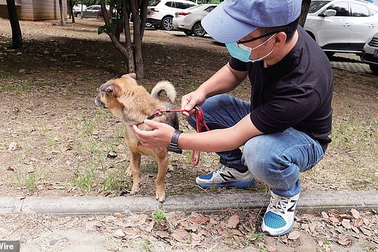 Cảm động chú chó đợi chủ đã qua đời tại bệnh viện ròng rã 3 tháng