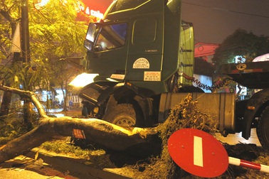 Xe đầu kéo đâm bật gốc cây phượng cao gần chục mét 