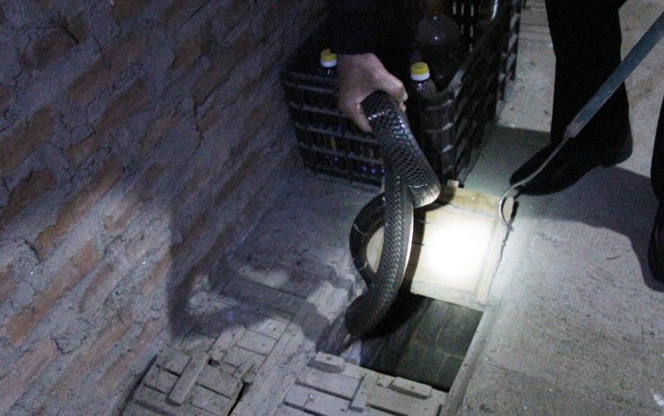 Về nơi người dân ăn, ngủ cùng rắn độc, chăm như thú cưng - 4 Về nơi người dân ăn, ngủ cùng rắn độc, chăm như thú cưng - 4