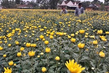 Thủ phủ hoa cúc vàng rực ngày giáp Tết