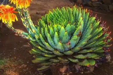 Sự sắp đặt kỳ diệu của thực vật