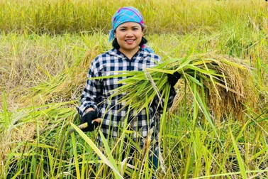 Thu “ngọc thực” trên ruộng bậc thang, nông dân vùng biên rủng rỉnh tiền