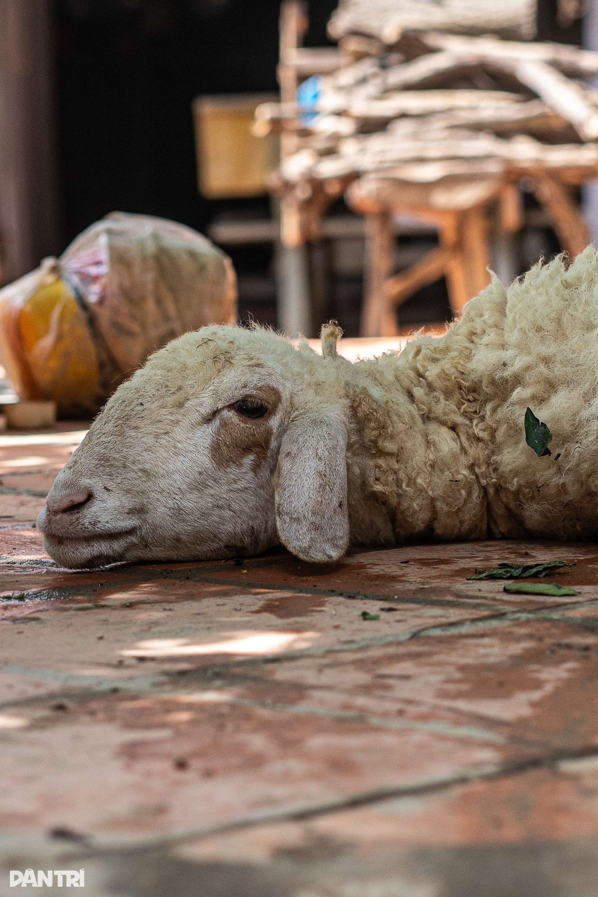 Thủ phủ nho của cả nước cắt bỏ hàng tấn nho vụ Tết sau trận lũ lịch sử - 15