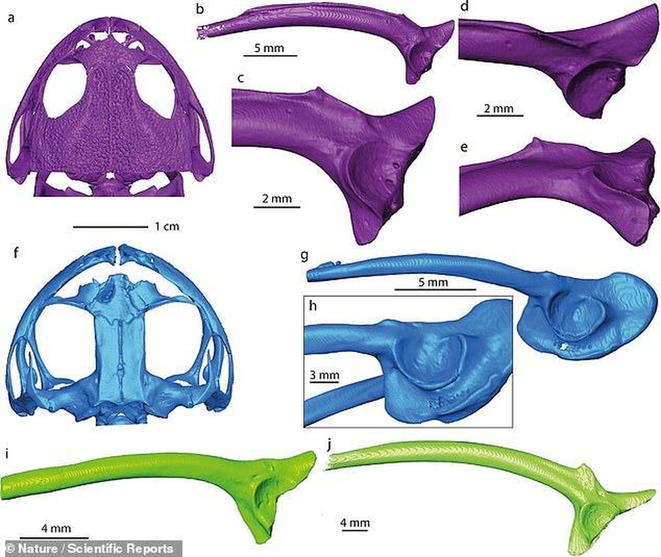 Phát hiện hài cốt 40 triệu năm tuổi của ếch ở Nam Cực - 4 Phát hiện hài cốt 40 triệu năm tuổi của ếch ở Nam Cực - 4