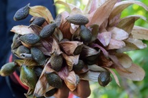 Gom nhặt loại quả 4 năm mới có một lần, bán nửa triệu đồng mỗi cân