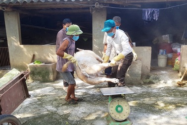 Chủ tịch xã bị kiểm điểm vì để xác lợn chết trôi sông