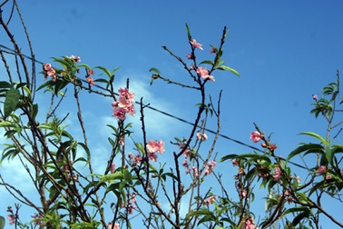 Đào bung nở giữa ngày hè