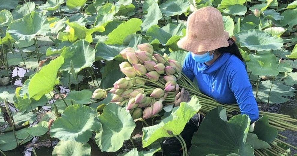 Thất nghiệp vì Covid-19, nhân viên du lịch chân lấm tay bùn mưu sinh - 5 Thất nghiệp vì Covid-19, nhân viên du lịch chân lấm tay bùn mưu sinh - 5