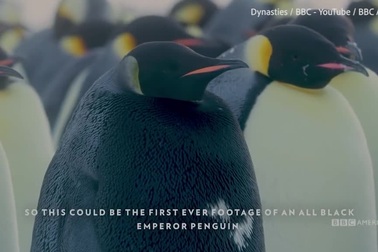 Phát hiện chim cánh cụt hoàng đế đen tuyền cực hiếm