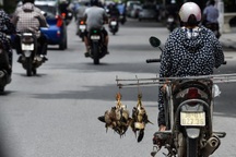 Một số loài chim di cư không còn xuất hiện vì nạn tận diệt chim trời