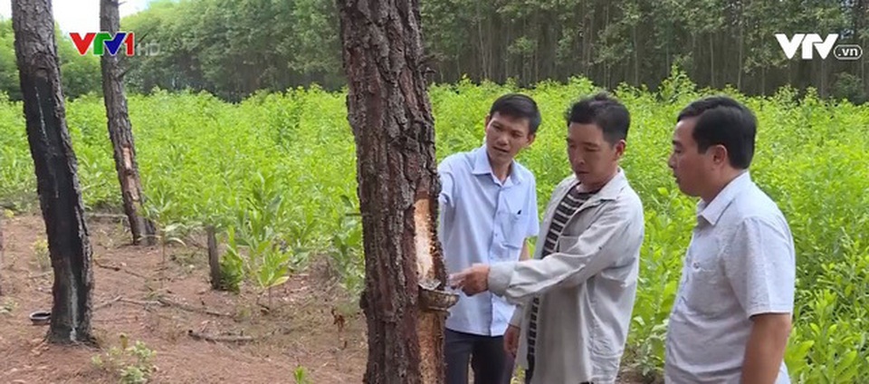 Bào ngư đông lạnh Trung Quốc gắn mác đồ Hàn bán cho dân Việt - 4 Bào ngư đông lạnh Trung Quốc gắn mác đồ Hàn bán cho dân Việt - 4