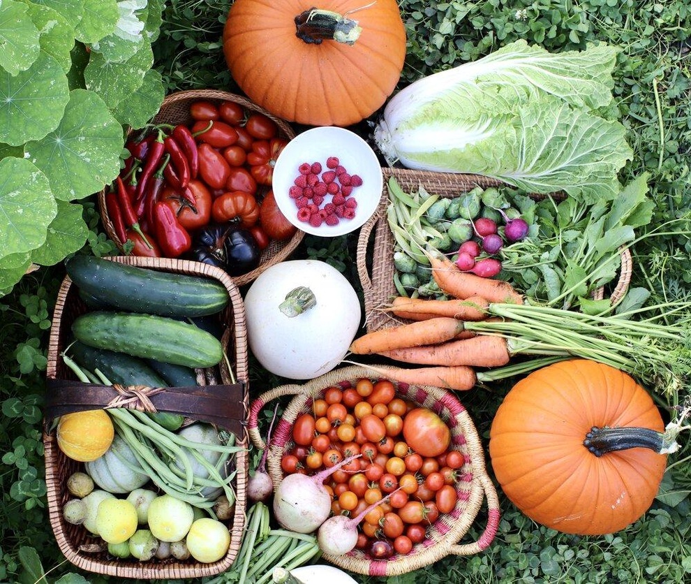 Vợ chồng đưa con ra ngoại thành làm vườn 500m2 quy hoạch ấn tượng - 6