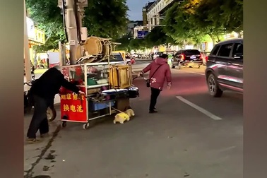 Chú chó đáng yêu giúp chủ kéo xe hàng