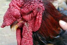 Gần Tết, gà tiến vua Đồng Tháp 400.000 đồng/kg mà vẫn "cháy" hàng