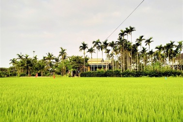 Khách Tây thích thú trải nghiệm "cưỡi trâu", làm nông dân ở Hội An