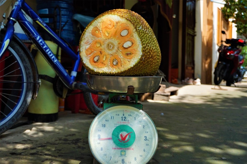 Trồng giống mít lạ hái quả không đủ bán, lão nông thu tiền tỷ mỗi năm - 3 Trồng giống mít lạ hái quả không đủ bán, lão nông thu tiền tỷ mỗi năm - 3