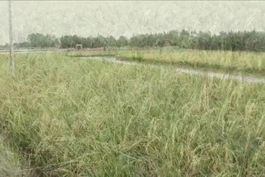 Sản xuất lúa sạch ở vùng đất nhiễm mặn Thạnh Phú