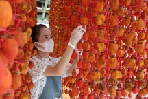 Vì sao người làm hồng treo gió Đà Lạt phải nắn nắn, bóp bóp "mát xa" cho quả hồng mỗi ngày?