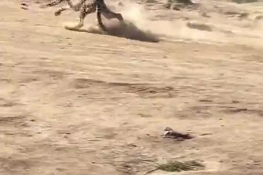 Màn săn mồi cho thấy tốc độ đáng kinh ngạc của báo săn