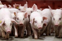 Cổ phiếu đại gia nuôi lợn Dabaco tăng trần sau lùm xùm của C.P. Việt Nam