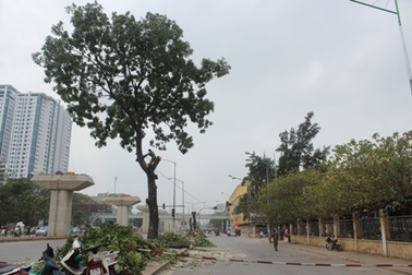 Hà Nội chặt hạ, di chuyển hàng loạt cây xanh trên đường Cầu Giấy