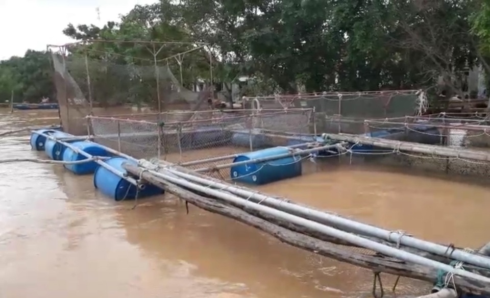 Người dân khóc ròng” khi hàng chục tấn cá lồng gần xuất bán bị chết trắng - 1 Người dân khóc ròng” khi hàng chục tấn cá lồng gần xuất bán bị chết trắng - 1