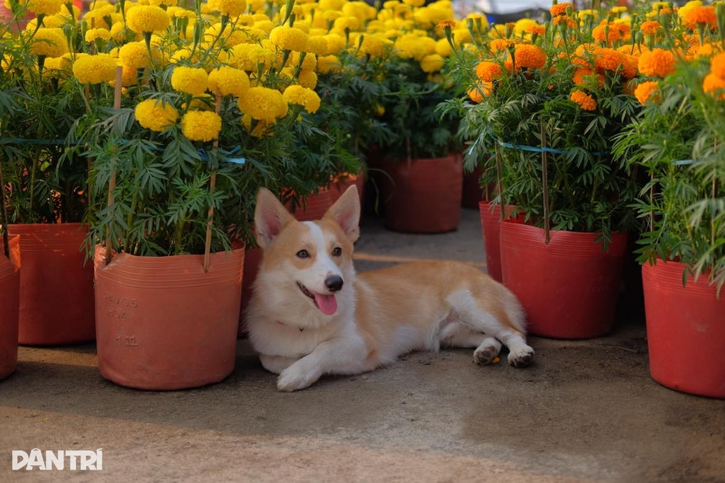 Để thú cưng phóng uế ở khu vui chơi trẻ em, cô gái cãi: Chó cũng như trẻ - 4 Để thú cưng phóng uế ở khu vui chơi trẻ em, cô gái cãi: Chó cũng như trẻ - 4