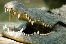 Cạy hàm cá sấu, người đàn ông may mắn sống sót dù bị ngoạm trúng đầu