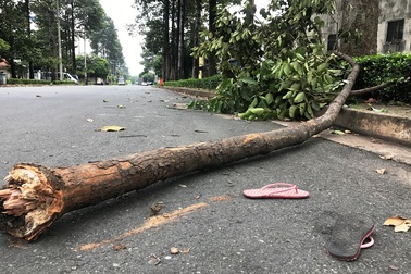 Bị cành cây rơi trúng khi đang ăn sáng, nữ công nhân nguy kịch