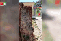 Xuất hiện đàn châu chấu hàng vạn con ở Lạng Sơn