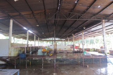 Rợn người với lò mổ tiêm thuốc ngủ, bơm nước vào heo