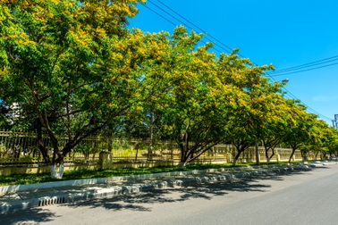 Hoa sưa nở rợp trời ở Tam Kỳ