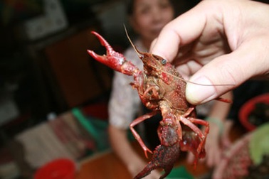 Bắt được tôm hùm nước ngọt “khổng lồ” nặng 2,6kg 