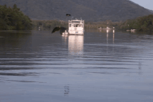 Cá sấu phi thân ngoạn mục "tóm sống" dơi đang bay trên mặt sông