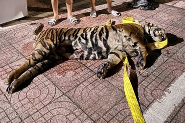 Xác hổ nặng 200kg được giấu trong khoang bí mật trên nóc xe khách