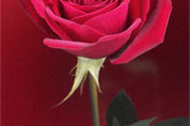 Lời hứa của tình yêu