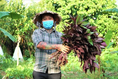 Anh thợ cắt tóc rủ mẹ và vợ trồng rau sạch tặng bà con trong khu phong tỏa