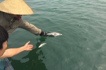 Cá chết hàng loạt tại biển Vũng Áng: Chưa phát hiện vi rút gây bệnh